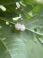 Phylloxera caryaegummosa