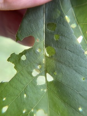 Phylloxera caryaegummosa