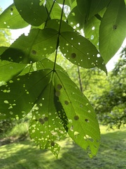 Phylloxera caryaegummosa