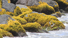 Ahnfeltiopsis concinna