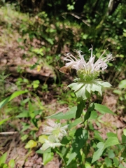 Monarda stipitatoglandulosa