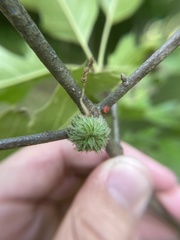 Dryocosmus floridensis