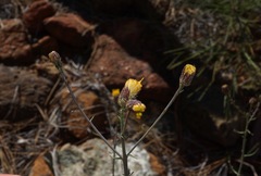 Erigeron reductus angustatus