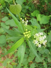 Asclepias nivea