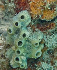 Haliclona caerulea