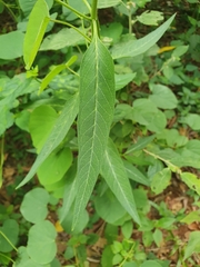Asclepias nivea
