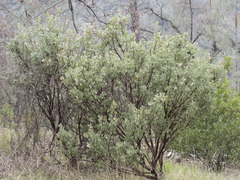 Arctostaphylos viscida