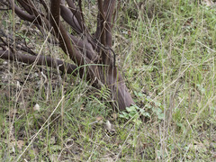 Arctostaphylos viscida