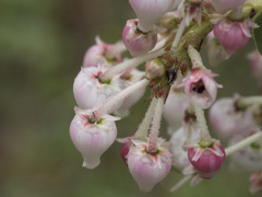Arctostaphylos viscida