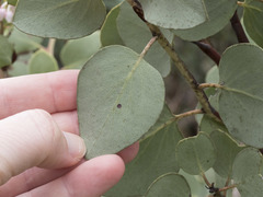 Arctostaphylos viscida