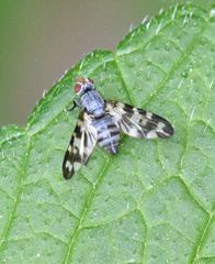 Otites centralis