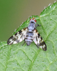 Otites centralis