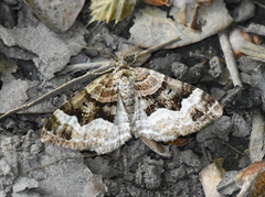 Xanthorhoe biriviata