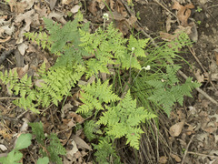 Pentagramma triangularis triangularis