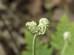 Pentagramma triangularis triangularis