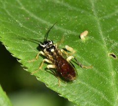 Pamphiliinae