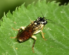 Pamphiliinae