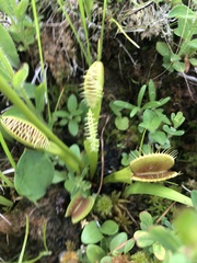 Dionaea