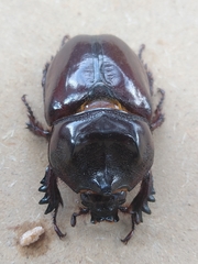 Strategus aloeus