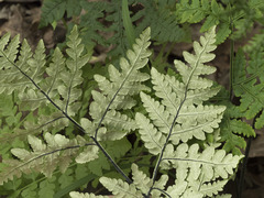 Pentagramma triangularis triangularis