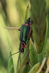 Clanoptilus marginellus
