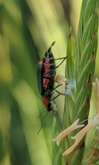Clanoptilus marginellus