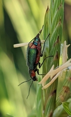Clanoptilus marginellus