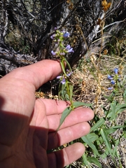 Penstemon watsonii