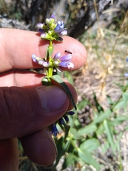 Penstemon watsonii