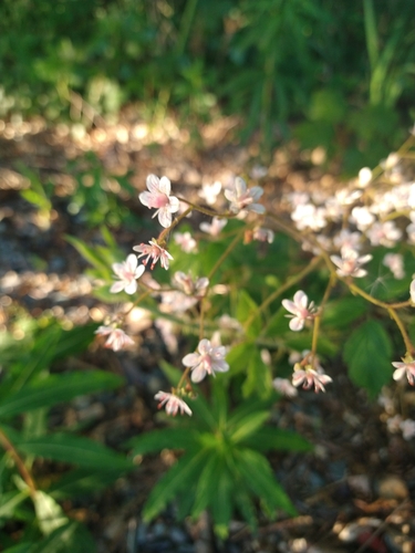 Saxifraga × urbium 'Variegata'