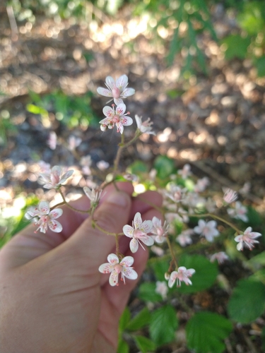 Saxifraga × urbium 'Variegata' 2