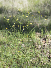 Ranunculus canus