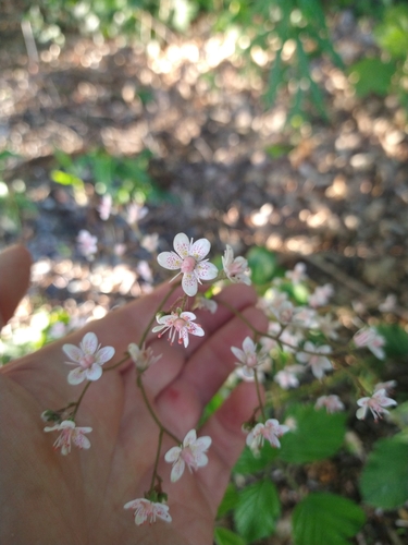 Saxifraga × urbium 'Variegata' 3
