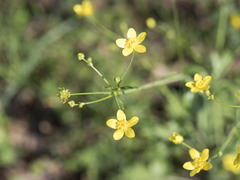Ranunculus canus