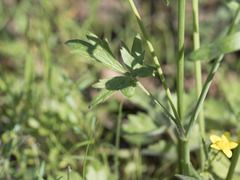 Ranunculus canus