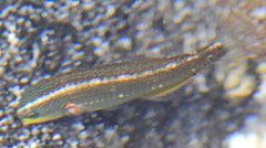 Stethojulis balteata