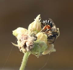 Colletes andrewsi