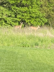 Odocoileus virginianus