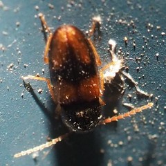 Horistonotus curiatus