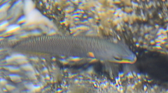 Stethojulis balteata
