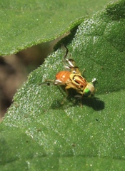 Zonosemata vittigera