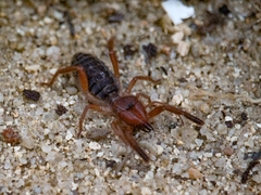 Gluvia dorsalis
