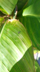 Dolichopodidae