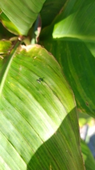 Dolichopodidae