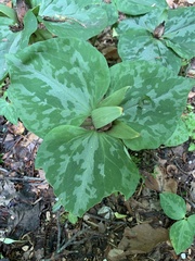 Trillium luteum