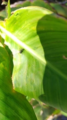 Camponotus mus