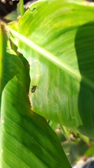 Camponotus mus