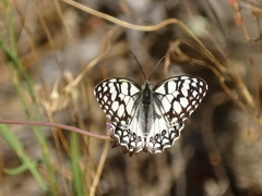 Melanargia ines