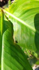 Camponotus mus