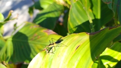 Zelus longipes